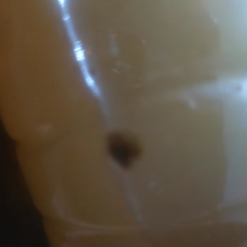 Nazo Şeftali İçecek Tozunda Böcek Ve Cevapsız İletişim