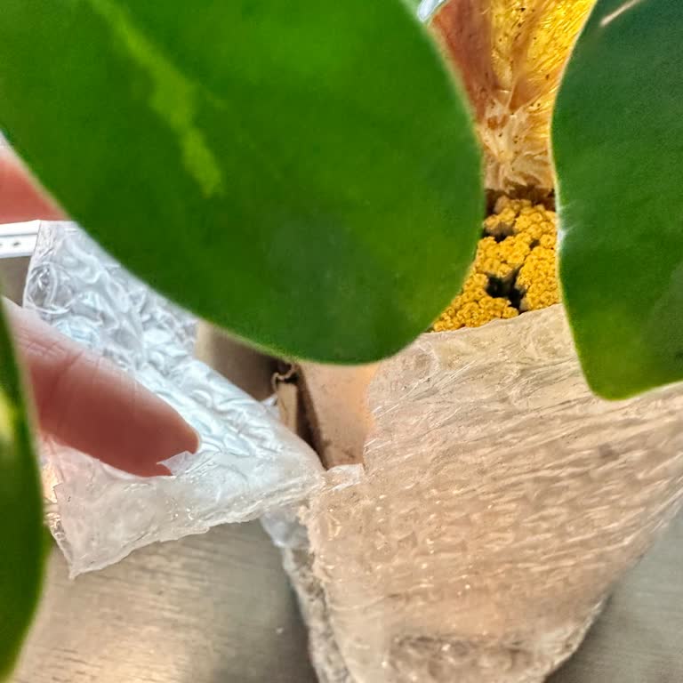 Kırık Şeflera Çiçeği Ve Cevapsız Müşteri Hizmetleri