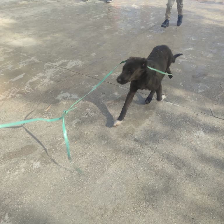 Mehmet Akif Ersoy İlkokulu | Şanlıurfa Güvenlik Sorunu!