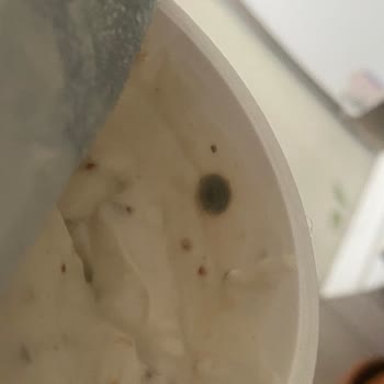 Küflü Sek Quark Yoğurdu Tüketici Sağlığını Tehdit Ediyor