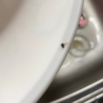 Tamek Çilek Reçelinde Sinek Bulunması Müşteri Güvenini Sarsıyor