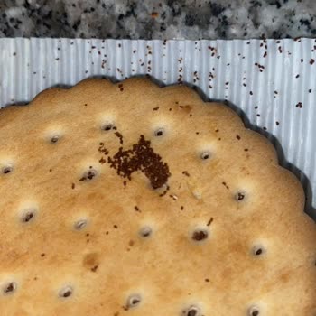 A101 Xroll Ürününde Kurtlanma Sorunu