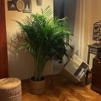 Cool Concept Flower’dan Sipariş Ettiğim Bitkiler Görsellerle Uyuşmuyor Ve Müşteri Desteği Yetersiz