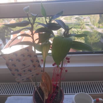 Köksüz Lilyum Saksı Çiçeği Hızla Soldu, 900 TL Ücret İadesi İstendi