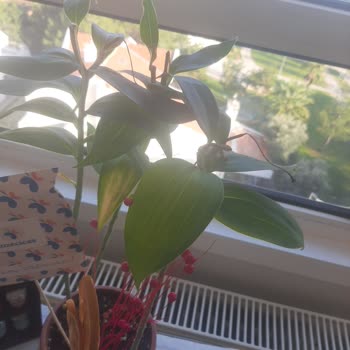 Köksüz Lilyum Saksı Çiçeği Hızla Soldu, 900 TL Ücret İadesi İstendi