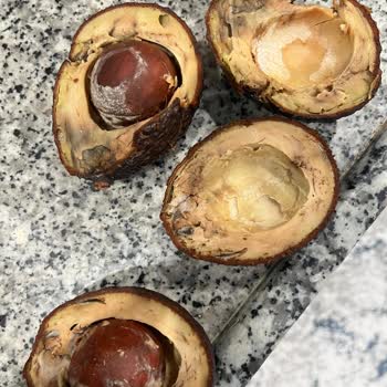 Migros Çürük Ve Küflü Avokado: İade Ve Değişim Talebi