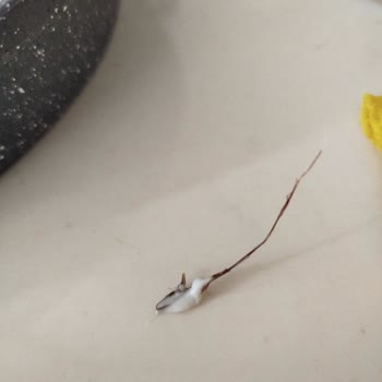 Mayonez Ürününden Çıkan Plastik Parça Sağlık Endişesi