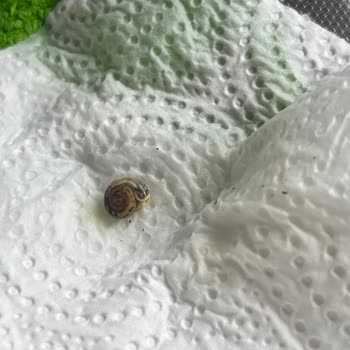 İnci Bezelye Paketi İçinde Salyangoz Bulunması Gıda Güvenliğini Tehdit Ediyor