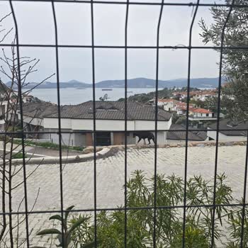 Sahipsiz Köpek Ve Domuzların Çevrede Oluşturduğu Güvenlik Ve Hijyen Sorunları