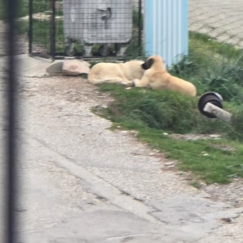Sahipsiz Köpek Ve Domuzların Çevrede Oluşturduğu Güvenlik Ve Hijyen Sorunları