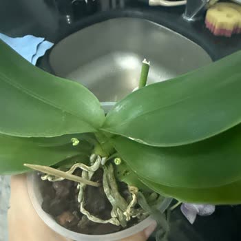 Orkide Siparişinde Çiçekleri Kesik Ve Solmuş Gönderildi