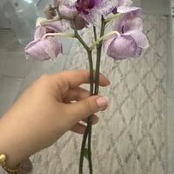 Orkide Siparişinde Çiçekleri Kesik Ve Solmuş Gönderildi