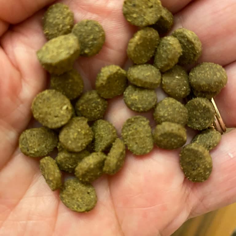 Farmina - N&D Mama Kedi Maması Bayat ve Bozuk Çıktı