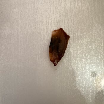 BİM Dost Kakaolu Sütte Plastik Parça Çıktı Çocuklar Risk Altında