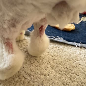 Pati Veteriner Kliniği Nizip Şikayetçiyim