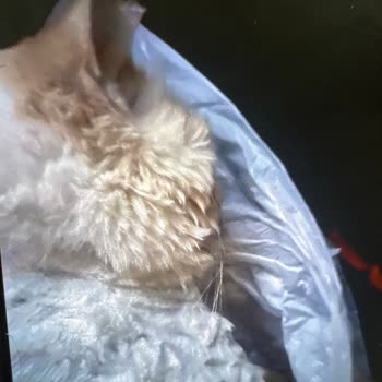 Pati Veteriner Kliniği Nizip Şikayetçiyim