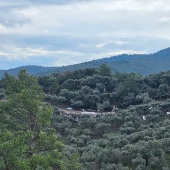 Muğla Büyükşehir Belediyesi Hayvanlar Ve Çöp Sorunları İçin Acil Çözüm Bekleniyor!