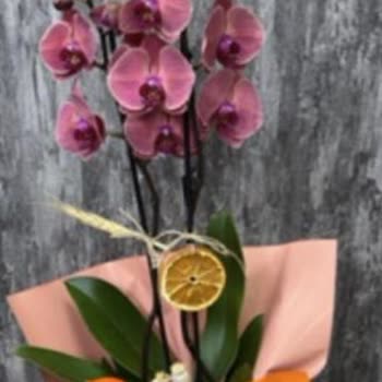 Yanlış Renk Orkide Gönderimi Ve İptal Talebinin Reddedilmesi