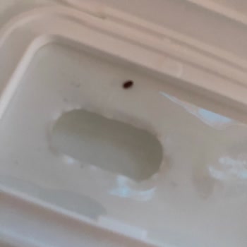 Bebek İslak Mendilinde Böcek Bulunması Hijyen Endişesi Ve Açıklama Talebi