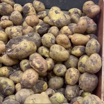 Yunus Market Kötü Sebzeler Ve Ürünler