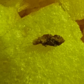 Lays Klasik Cipste Organik Görünümlü Yabancı Madde Bulunması