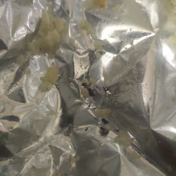 Patito Cipsinde Fare Dışkısı Bulunması Ve Halk Sağlığına Tehdit