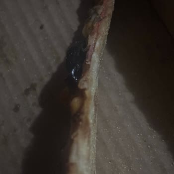 Yanlış Pizza Teslimi Ve Çözümsüz Müşteri Desteği