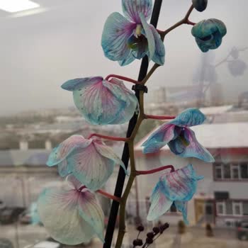 Solmuş Orkide Ürünü İçin Yeni Ve Canlı Değişim Talebi