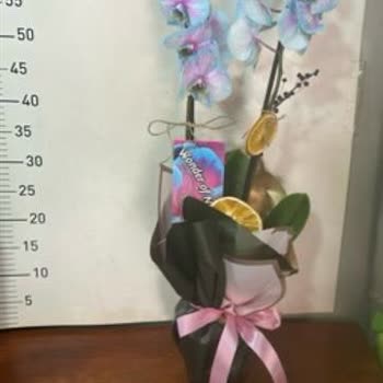 Solmuş Orkide Ürünü İçin Yeni Ve Canlı Değişim Talebi