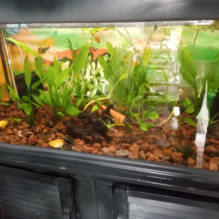 Canlipetshop.com'dan Gelen Canlı Ürünler Soğukta Öldü Şikayete Cevap Yok