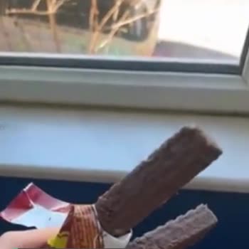 Ülker Çikolatalı Gofret Şekerlenmiş Küflü Bir Yapıya Sahip Olmuştu!