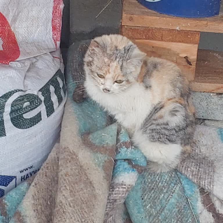 Bolu Belediyesi'nden Sokak Kedisi Bilgilendirmesi Yok