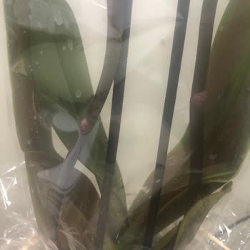 Çiçek Sepeti'nden Gelen Solmuş Orkide Ve Eksik Boncuk İçin Ücretsiz Yenileme Talebi