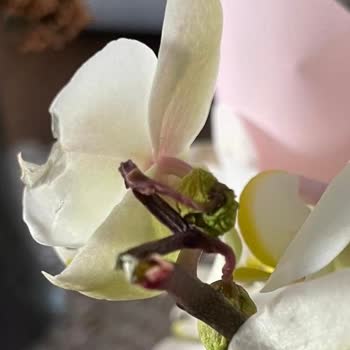 Solmuş Orkide, Yetersiz Çözüm Teklifi Ve Tam İade Talebi