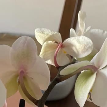 Solmuş Orkide, Yetersiz Çözüm Teklifi Ve Tam İade Talebi