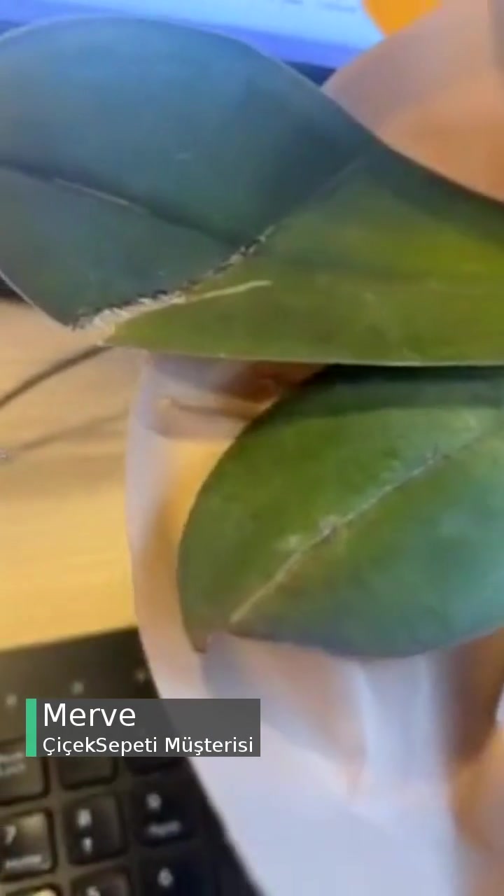 Çiçek Sepeti Hastalıklı Çiçek! videonun kapak resmi