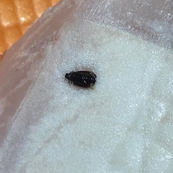 Çağdaş Market Piliç Bonfile İçinde Yabancı Böcek Bulunması Ve Gıda Güvenliği İhlali