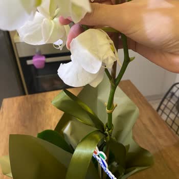 Ölü Orkide Çiçeği Teslim Edildi Ücret İadesi Talep Ediliyor