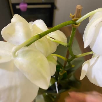 Ölü Orkide Çiçeği Teslim Edildi Ücret İadesi Talep Ediliyor