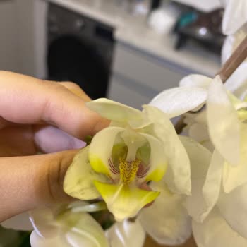 Ölü Orkide Çiçeği Teslim Edildi Ücret İadesi Talep Ediliyor