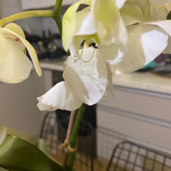 Ölü Orkide Çiçeği Teslim Edildi Ücret İadesi Talep Ediliyor