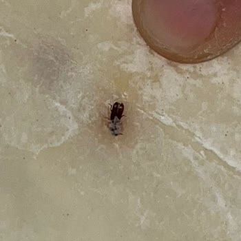 Migros Yufkasında Böcek Tespiti Ve Geri Ödeme Talebi