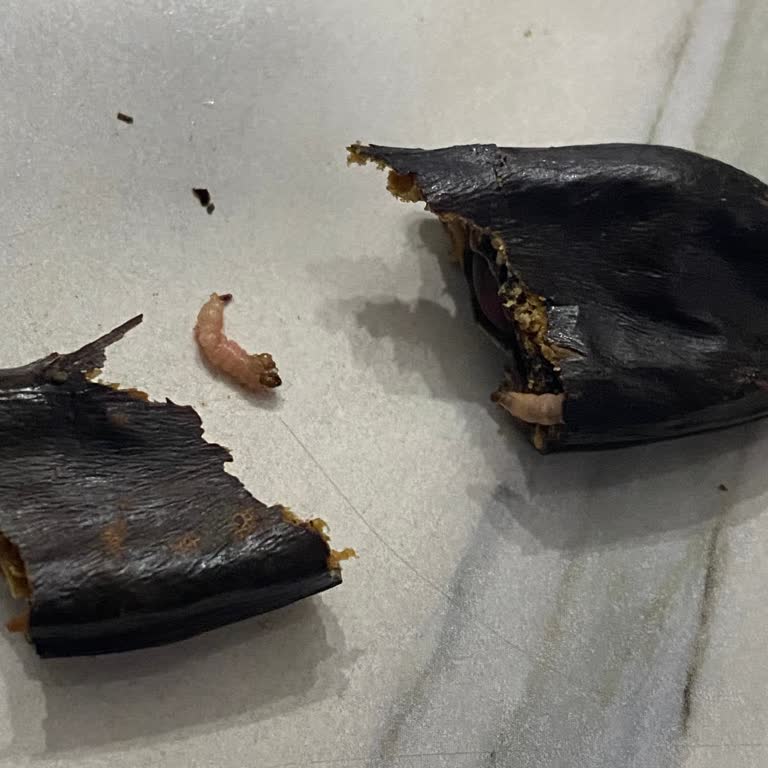 Keçiboynuzunda Kurtlar: Sağlık Ve Hijyen Şikayeti