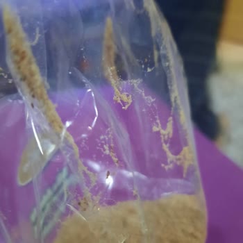 İğde Tozu Güveyle Dolu, İade Talebi