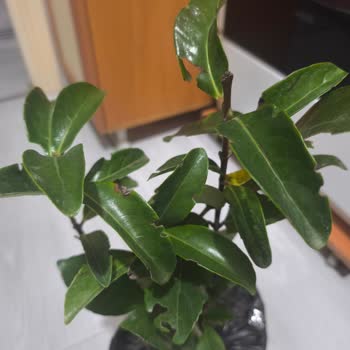 Fidancıdan Aldığım Kartopu Çiçeği Görseli Yanıltıcı Ve Yaprakları Çürük