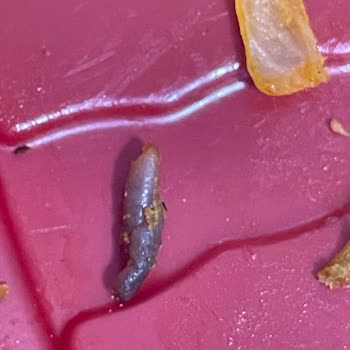 Pekfood Migros Sanal Market'ten Gelen Lahmacun İçinde Solucan Şok Edici