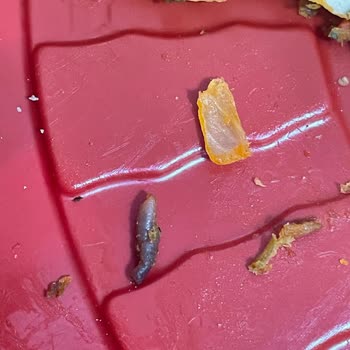 Pekfood Migros Sanal Market'ten Gelen Lahmacun İçinde Solucan Şok Edici