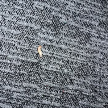 Makbul Şubesinde Yer Fıstıklı Krokan İçinde Kurt