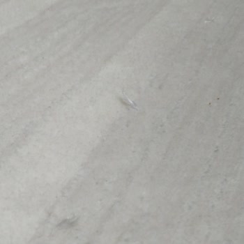 Crystal Kalite Sultan Halısında Yaygın Düğüm Sökülmesi Ve Değişim İsteği