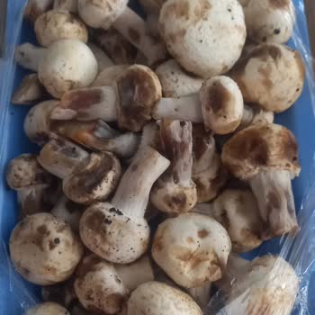 Eksik Greyfurt Ve Süresi Geçmiş Mantar İçin İade Ve Telafi Talebi